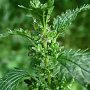 Burning Nettle (Urtica urens): Originally from Europe it has become a widespread weed of orchards, vineyards & gardens.